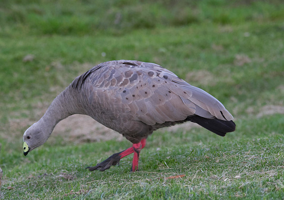 Cape Barren Goose, Phillips Island, Australia 2013