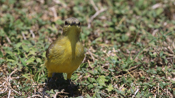 Cattle Tyrant, Tierra del Sol, Aruba, November 2015