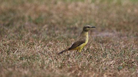Cattle Tyrant, Tierra del Sol, Aruba, November 2015
