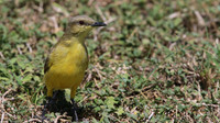 Cattle Tyrant, Tierra del Sol, Aruba, November 2015