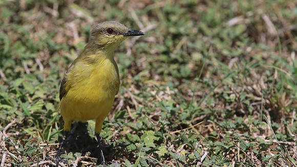 Cattle Tyrant, Tierra del Sol, Aruba, November 2015