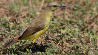 Cattle Tyrant, Tierra del Sol, Aruba, November 2015