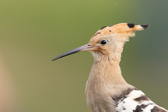 Hoopoe, Swansea, October 2024