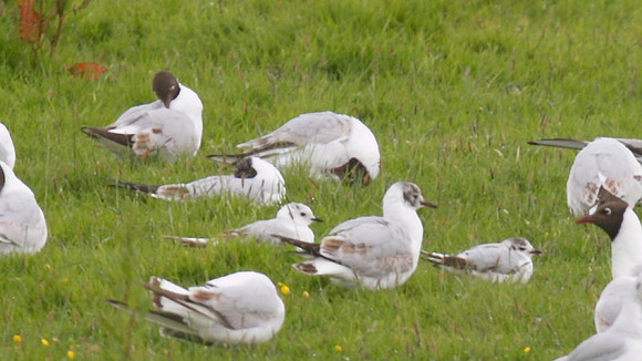 Ross Gull, Bowling Green Marsh 2014.