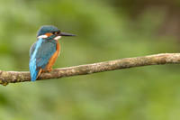 Kingfisher, Rockhampton, April 2024