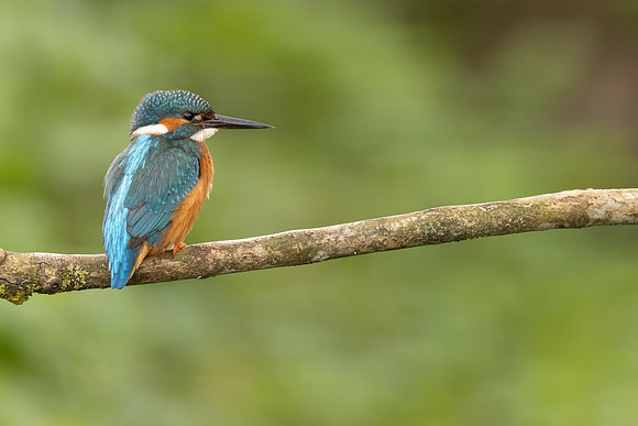 Kingfisher, Rockhampton, April 2024