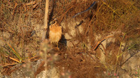 Pallid Harrier