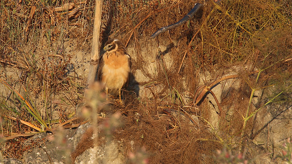 Pallid Harrier, Larnaca, April 2015.