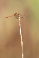 Common Darter, Oldbury Power Station, September 2023