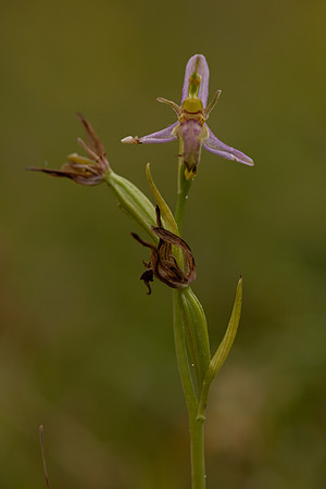 Wasp Orchid, Rodbrough Common, June 2022