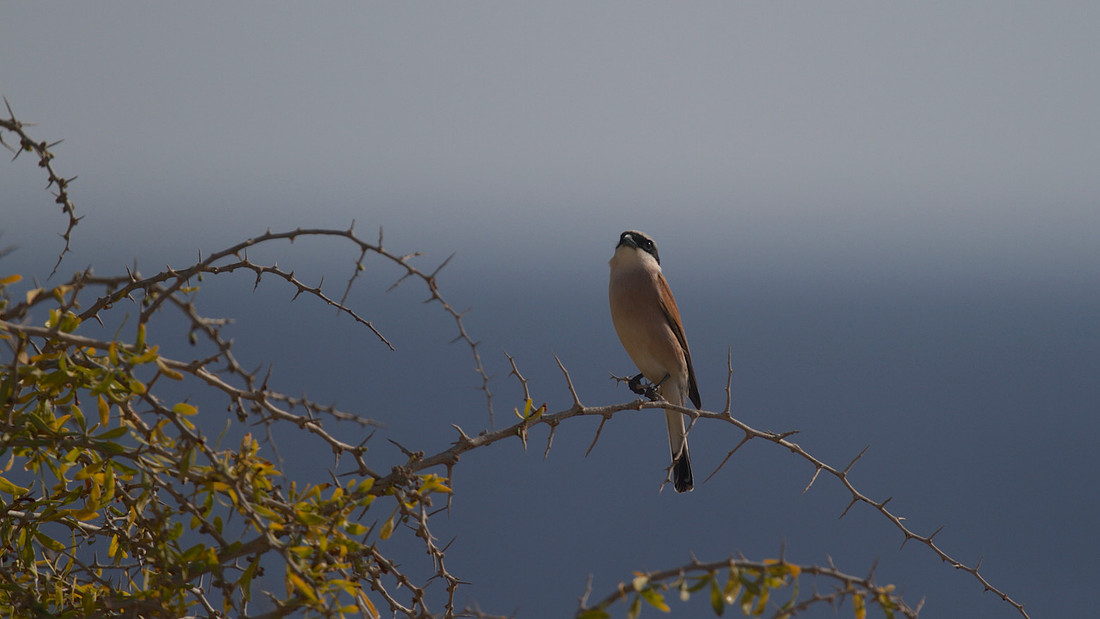 Red-backed Shrike, Cape Greco 2014