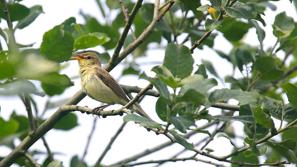 Melodious Warbler, Marsh Lane Nature Reserve, June 2015.