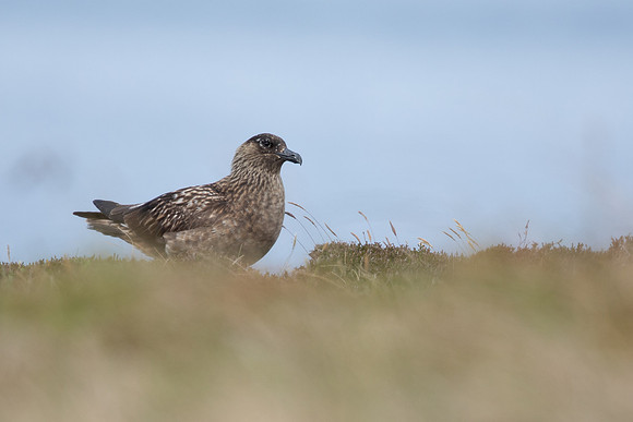 Great Skua, Lunga, May 2021