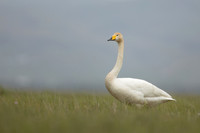 Whooper Swan