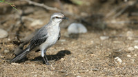 Tropical Mockingbird, Palm Beach, Aruba, November 2015