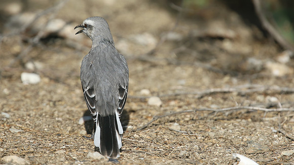 Tropical Mockingbird, Palm Beach, Aruba, November 2015