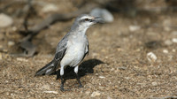 Tropical Mockingbird, Palm Beach, Aruba, November 2015