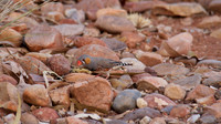 Zebra Finch