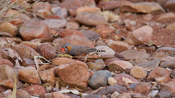 Zebra Finch, Ayers Rock Resort, November 2013