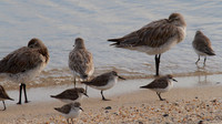 Mixed Flock, Cairns, November 2013