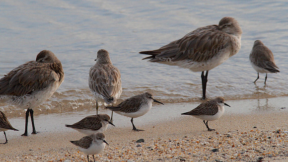 Mixed Flock, Cairns, November 2013