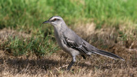Tropical Mockingbird, Palm Beach, Aruba, November 2015
