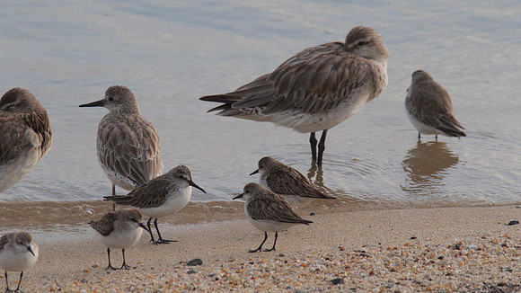 Mixed Flock, Cairns, November 2013