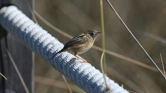 Zitting Cisticola, Lagoa dos Salgados, Portugal, September 2015
