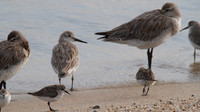 Mixed Flock, Cairns, November 2013