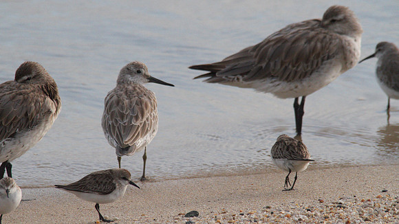 Mixed Flock, Cairns, November 2013