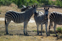 Zebra, Kruger National Park, July 2010