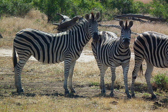 Zebra, Kruger National Park, July 2010