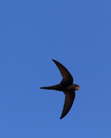 Swift, Larnaca Sewage Works, April 2016