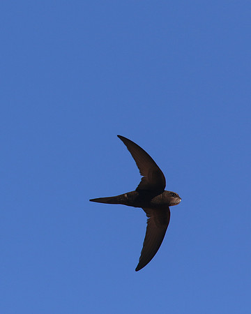 Swift, Larnaca Sewage Works, April 2016
