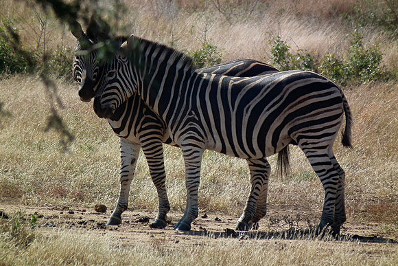 Zebra, Kruger National Park, July 2010