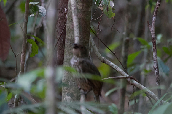 Tooth-billed Bowerbird, Atherton Tablelands, Cairns, November 2013