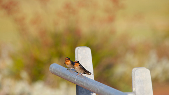 Welcome Swallow, Perth 2013