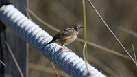 Zitting Cisticola, Lagoa dos Salgados, Portugal, September 2015