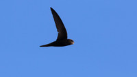 Swift, Larnaca Sewage Works, April 2016