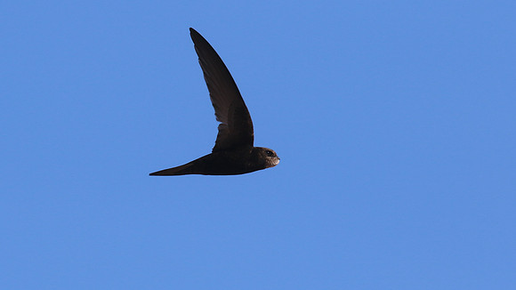 Swift, Larnaca Sewage Works, April 2016