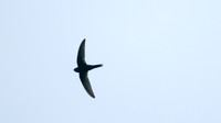 Swift, Tockington 2014