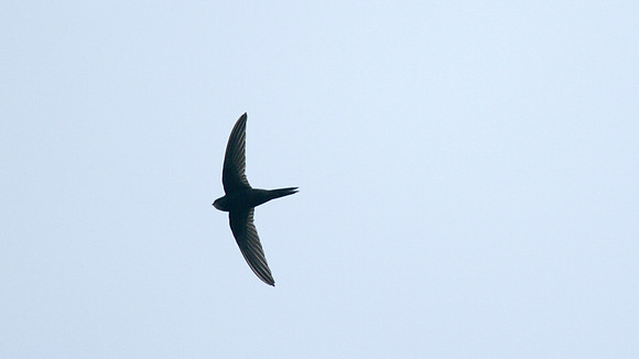 Swift, Tockington 2014