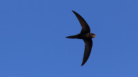 Swift, Larnaca Sewage Works, April 2016