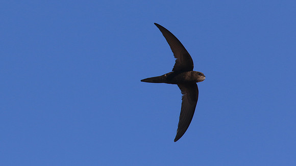 Swift, Larnaca Sewage Works, April 2016