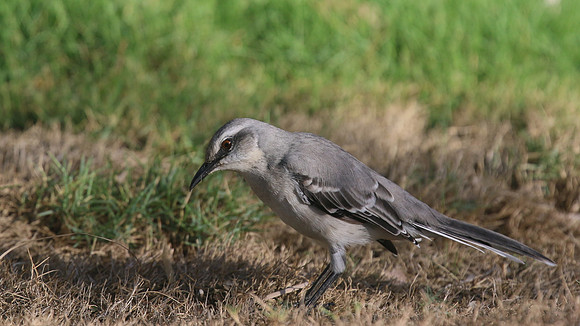 Tropical Mockingbird, Palm Beach, Aruba, November 2015