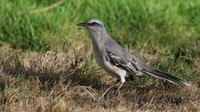 Tropical Mockingbird, Palm Beach, Aruba, November 2015