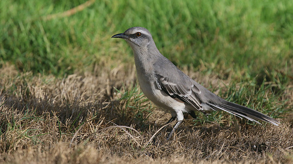 Tropical Mockingbird, Palm Beach, Aruba, November 2015