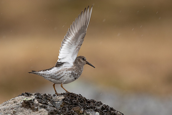 Purple Sandpiper, Raufarhofn, Iceland, June 2022