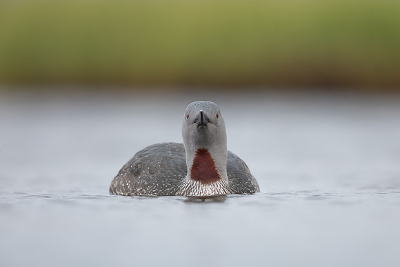 Red-throated Diver, Floi, Iceland, June 2022