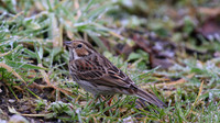 Little Bunting, Forest Farm, Feb 2015